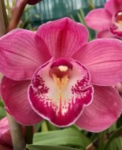 Cym Eikenhoff Pink Ice